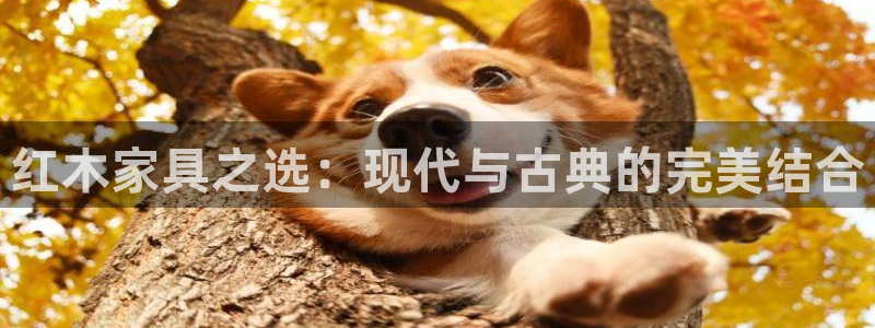 先锋娱乐在哪下载